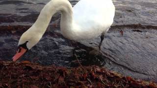 白鳥ってこんなになつくんだ！@山中湖   SWAN LAKE YAMANAKA  JAPAN