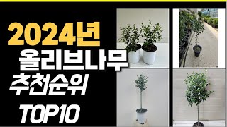 2024년 가장많이 팔린 올리브나무  TOP10