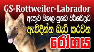 විශාල වර්ගවල සුනඛයන්ට ඇවිදින්න බැරි කරවන රෝගය. Hip dysplasia