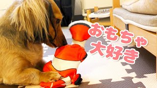 【ミニチュアダックスフンド】犬にピチピチ動く魚のおもちゃをあげた反応が可愛い！お魚咥えたあきやま