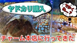 【海水魚水槽】チャーム本店で巨大なヤドカリ買ってみた【アクアリウム】