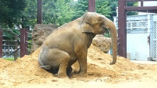 20240604 上野動物園　アジアゾウ　お昼過ぎのスーリヤ　鼻を少し動かしてお昼寝中　砂浴びをして方向を変えてお昼寝を再開する