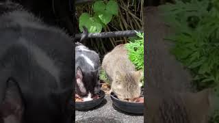 警戒心高めの猫ちゃんも参加して腹ペコの野良猫達がご飯を食べる　with BGM #shorts #cat #catvideos