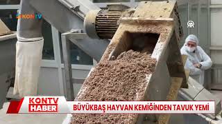 Büyükbaş hayvan kemiğinden tavuk yemi