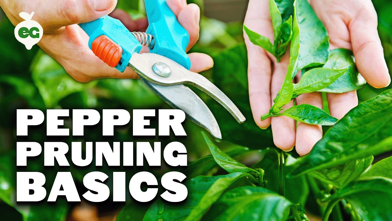 Pruning Pepper Plants 101 Is It Even Necessary
