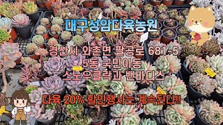 대구성암다육농원  5동 국민이동   -  스노우클락과 밴바디스