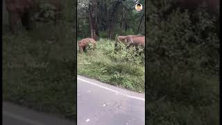 ചെറിയ കാട്ടാന കൂട്ടം || wild Elephant || Nivuz World || #shorts