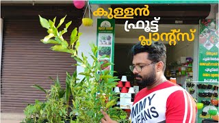 കുള്ളൻ ഫ്രൂട്ട് പ്ലാന്റ്സിനെ പരിചയപ്പെടാം | Dwarf and Hybrid Fruit Plants