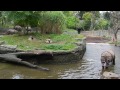 水の中を歩くインドサイ　indian rhino　20130920