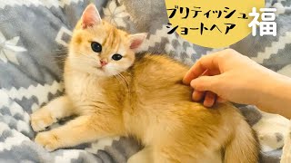 目覚めるとかわいい寝起きの子猫。ところがなぜかご機嫌ななめに。【ブリティッシュショートヘア】