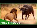 Win or Die (FULL EPISODE 1) | Deadliest Battles For Survival | Nature Animal Documentary