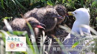 ふるさと音便り（青森・八戸　蕪島のウミネコの子育て）