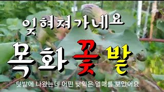 텃밭모퉁이목화꽃의추억# 목화꽃솜