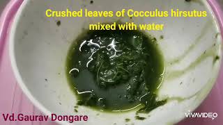 Cocculus hirsutus...जलजमनी