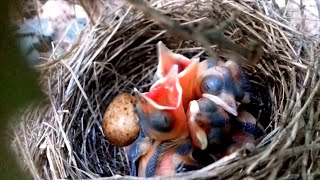 Bébés Fauvette à tête noire dans leur nid (œufs et oisillons)