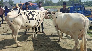 @আজ ২৪ ডিসেম্বর  ২৪ | বাচ্চাসহ ফ্রিজিয়ান গাভী গরুর দাম | আফতাবগঞ্জ হাট | দিনাজপুর