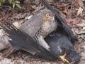 sparrow hawk performing open heart surgery on a live crow