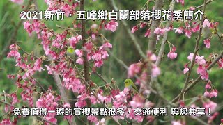 2021新竹‧五峰鄉白蘭部落櫻花季簡介 免費值得一遊的賞櫻景點很多，交通便利 與您共享！