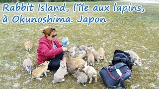 Rabbit Island, l’île aux lapins, à Okunoshima. Japon