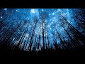 放鬆 冥想 助眠 夜晚蟲鳴聲三小時 insects relaxing music relaxing meditation sleep music 3 hours.