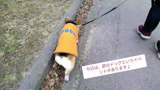 【コーギー犬】明石公園へ節分イベントに行きました～The pet dog walks happily～