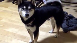 柴犬レオ5歳