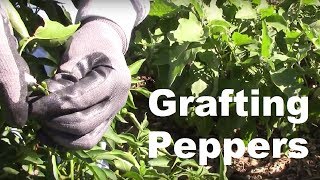 Grafting Peppers - How I Grafted Our Peppers This Year.