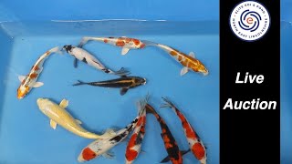 Elite Koi's Japanese Koi Auction Livestream Event   Bid on Stunning Varieties from Home!