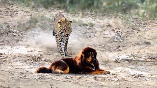 Leopard VS Tibetan Mastiff Encounter Face to Face!