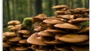 BBC How Plants Communicate & Think Amazing Nature Documentary