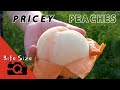 Growing Pricey Japanese Peaches | Bite Size Q2