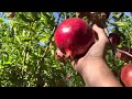 Picking Wonderful Pomegranate Fruits