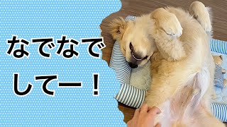 撫でて欲しい、ゴールデンレトリバーの子犬