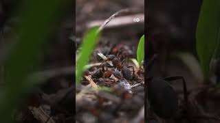 चींटियों का अजब गजब संसार [Wonderland of Ants]