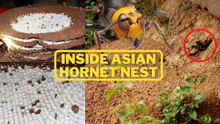 Hornets nest removal | Asian giant Hornets nest