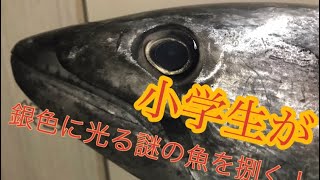 カツオなの？謎の魚を捌く！(最後にお知らせあり)