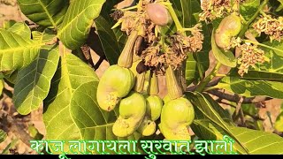 काजू लागायला सुरवात झाली तुमच्याकडे झाली काय ? | cashew Farm Kokan | #काजू