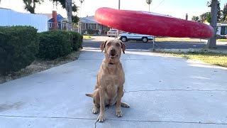 TEACHING MY DOG TO CATCH A FRISBEE!