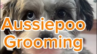 Adorable Aussie poo Face Trim- Step by Step Tutorial! #doggrooming