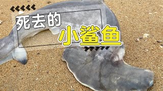 小斗在海邊發現被漁網攔住的鯊魚，死掉太可惜了，還發現珍貴的七彩斑結蝦【海邊小鬥】