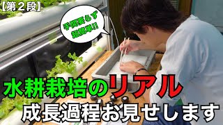 〜第２段〜【水耕栽培】でもちゃんと育つの？リアルな成長過程お見せします！ #水耕栽培 #岡山 #農業 #家庭菜園 #植物 #栽培