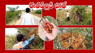 palm tree I village Eetha chettu pallu I very tasty and healthy Food I