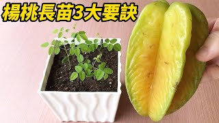 楊桃長苗3大要訣-2023 | 3 tips for growing carambola seedlings-2023