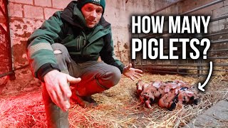 PIGLETS ARE HERE! - Surprise litter and lambing update