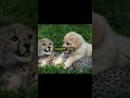 Cheetahs get support dogs #shorts #story #news #mystery #crime #unsolved #scary #missing #news