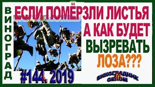 🍇 ЛИСТЬЯ ПОМЁРЗЛИ. А ВЫЗРЕЕТ ЛИ ЛОЗА ВИНОГРАДА? Как вызревает виноград без листьев.