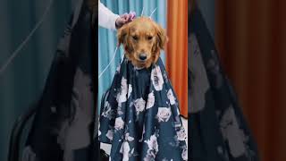 Smart Dogs 🐶 Best Funny Cute Dog Videos #418 #shorts