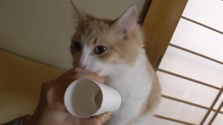 《甘えんぼ猫 ラズリ》「おおお」砲撃！/Voice attack! -ノルウェージャンフォレストキャット-