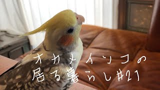 【今日のオカメさん】オカメインコの居る暮らし#21