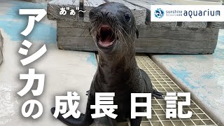 【カリフォルニアアシカ】赤ちゃんアシカの成長日記【サンシャイン水族館】 #Shorts